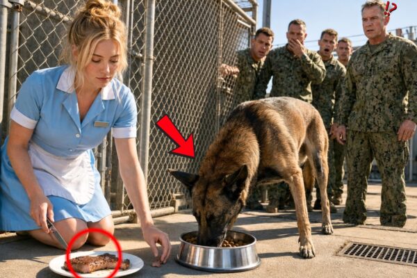 Military K9 Stopped Eating for 12 Days — Until the Waitress Made One Extra Plate 