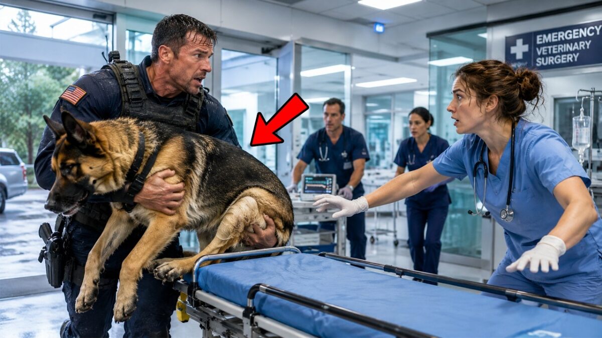 They Fired the K9’s Only Nurse After Years of Caring for a Legendary Military Dog, and Everyone Thought She Was Just Another Employee Who Could Be Replaced. The hospital staff had no idea how important her bond with the K9 truly was or why the loyal dog refused to trust anyone else. Then a Navy SEAL Commander arrived, discovered what had happened, and made a decision that stunned the entire facility. Within moments, the atmosphere changed as everyone realized the quiet nurse had been protecting something far more valuable than they ever understood. The truth behind the K9’s loyalty revealed a powerful story of dedication, sacrifice, and an unforgettable connection that no one saw coming…