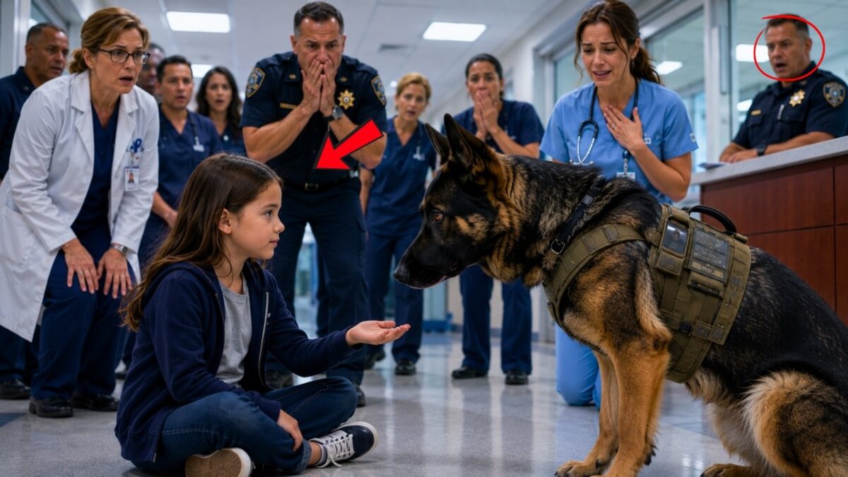 Everyone in the military facility feared the massive K9 known for being impossible to approach, refusing handlers and keeping even experienced soldiers at a distance. After years of service, the powerful dog had earned a reputation that made people hesitate before getting too close. Then, a quiet 7-year-old girl walked into the room, ignored the warnings, and calmly sat beside him as if she already knew him. The entire crowd watched in disbelief as the feared military K9 reacted in a way nobody expected. What happened next uncovered a touching connection, a hidden story, and a moment that changed how everyone saw the loyal warrior dog forever.