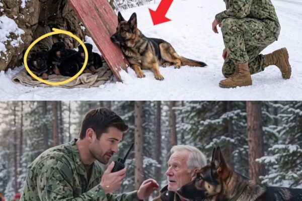An Active Duty Navy SEAL Found a Pregnant German Shepherd in the Snow — Then Everything Changed