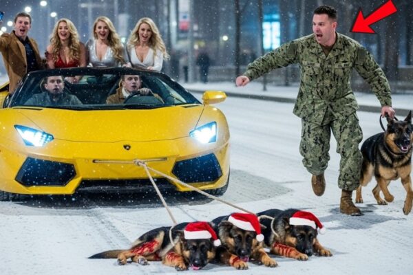 Rich Bullies Dragged Three German Shepherd Puppies on Christmas Night — Until a Navy SEAL Stepped In