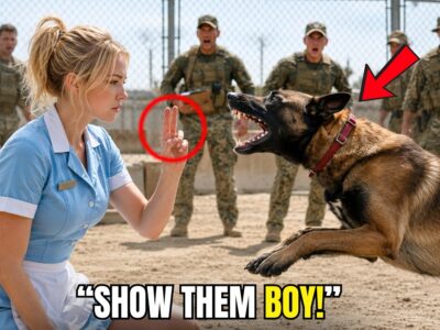 Navy SEAL’s K9 Was Failing Every Combat Drill — Until a Waitress Gave a Single Order 
