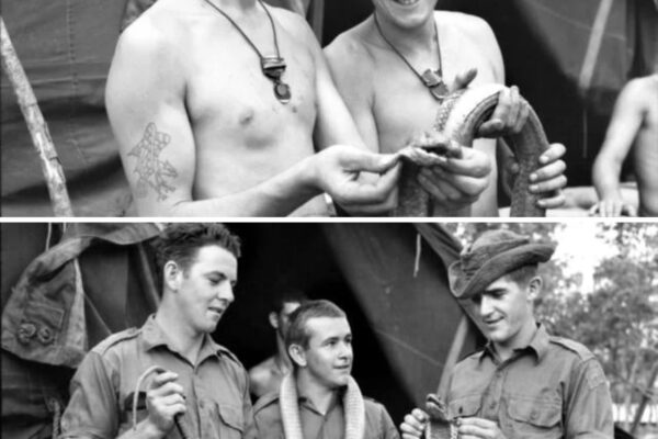 The “Snake Eaters” of Nui Dat: Why US Green Berets Refused To Share Rations With The Australian SAS