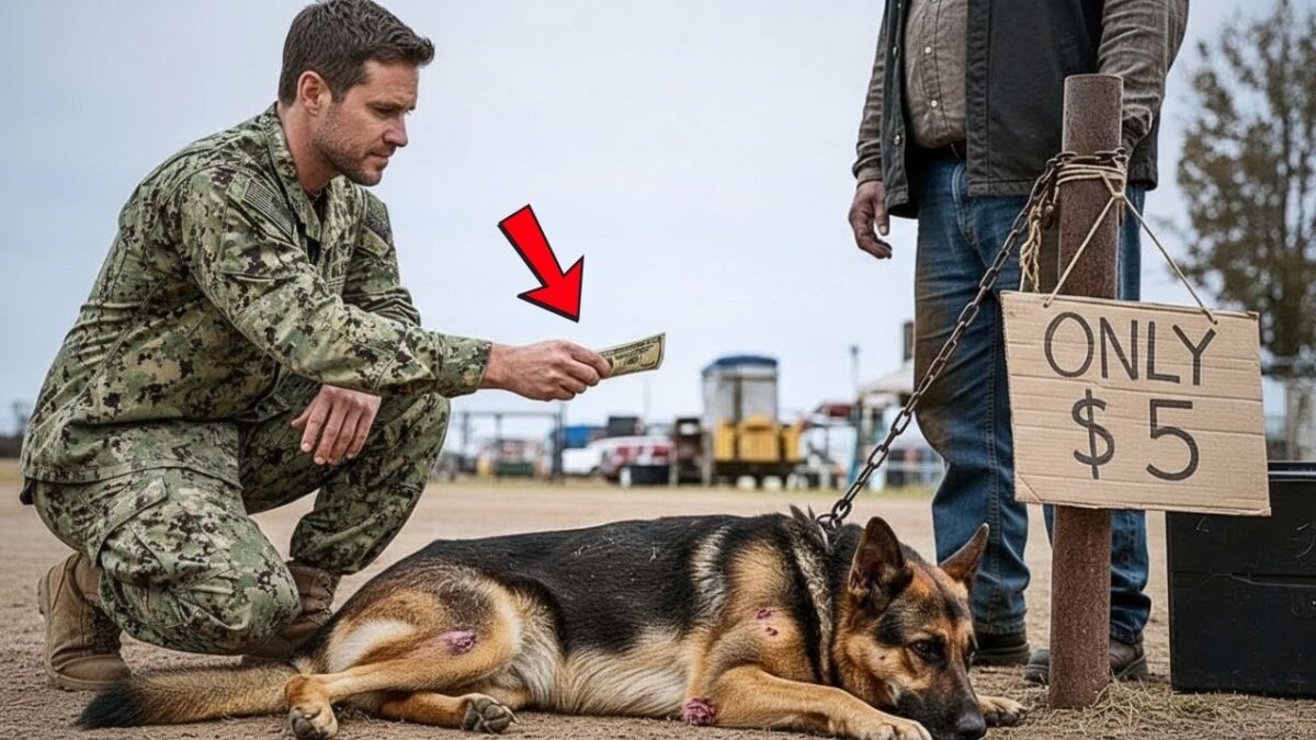 A Navy SEAL Bought a Retired Police K9 for $5 — The K9’s Next Move Shocked All