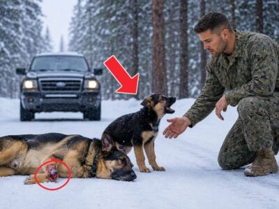 A Puppy Stood Guard Over His Injured Mother Until a Navy SEAL Came—Then Everything Changed
