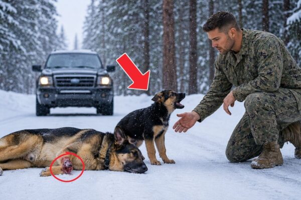 A Puppy Stood Guard Over His Injured Mother Until a Navy SEAL Came—Then Everything Changed