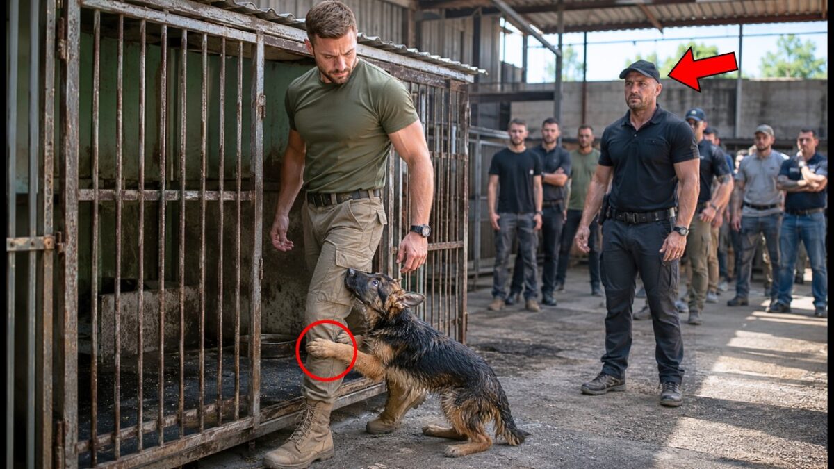 A $300 Puppy Rejected by Everyone Clung to a Former Navy SEAL’s Leg and Begged Him Not to Leave 