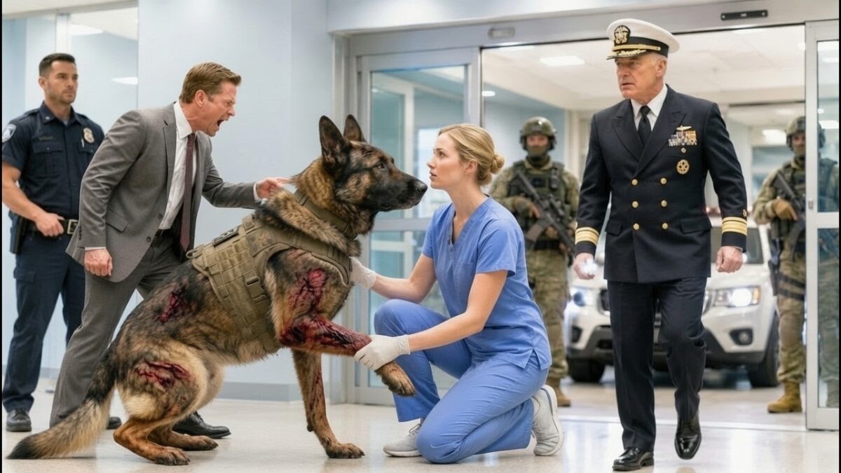 “Don’t Touch That K9 Dog!” Rookie Nurse Was Fired — Then Navy SEALs Stormed In