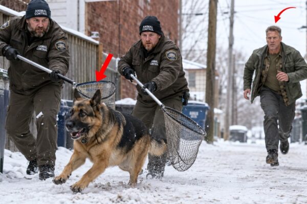 They Tried to Take the German Shepherd Away—But a Navy SEAL Saw Where He Kept Looking