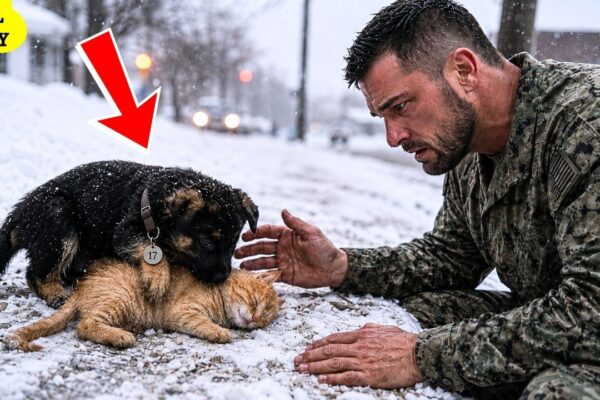 A Navy SEAL Found a Puppy Shielding an Injured Kitten in the Snow…Then He Saw the Tag Marked “17”