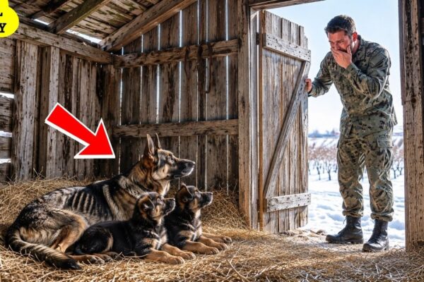 A Navy SEAL Came Home for His German Shepherd… Unaware She Was Cast Out With Her Two Puppies