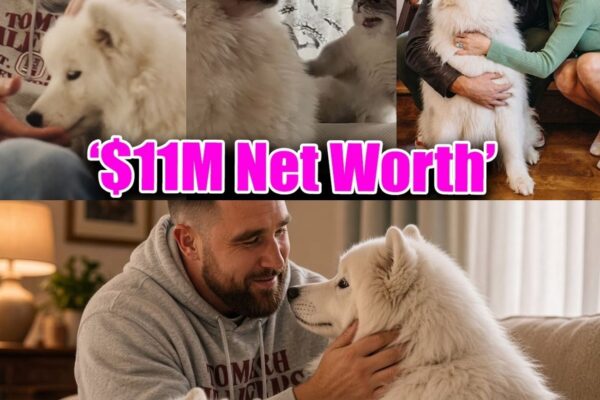 TRAVIS KELCE AND TAYLOR SWIFT’S PUP WENDY SKYROCKETS TO FAME IN $11M AD DEBUT! Did this fluffy Samoyed steals the entire spotlight?