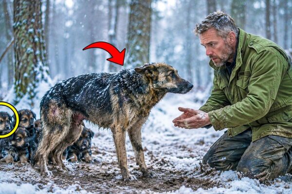 After 3 Years Missing, a Retired Navy SEAL’s K9 Begged Him to Save Her Puppies