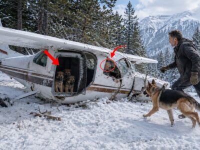 The German Shepherd Stopped Beside the Wreck—Then the Navy SEAL Heard Two Knocks