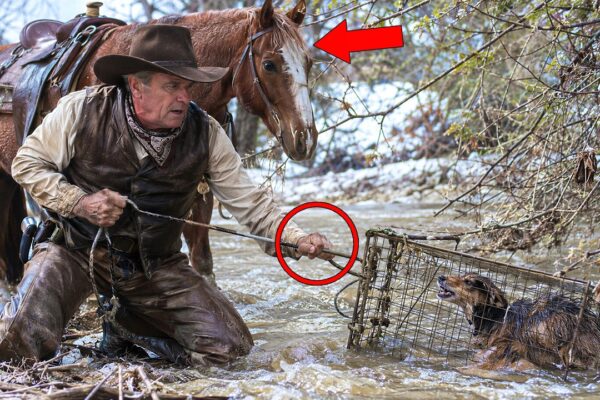 The Cowboy Heard Screaming From the River—His Horse Refused to Leave What They Found