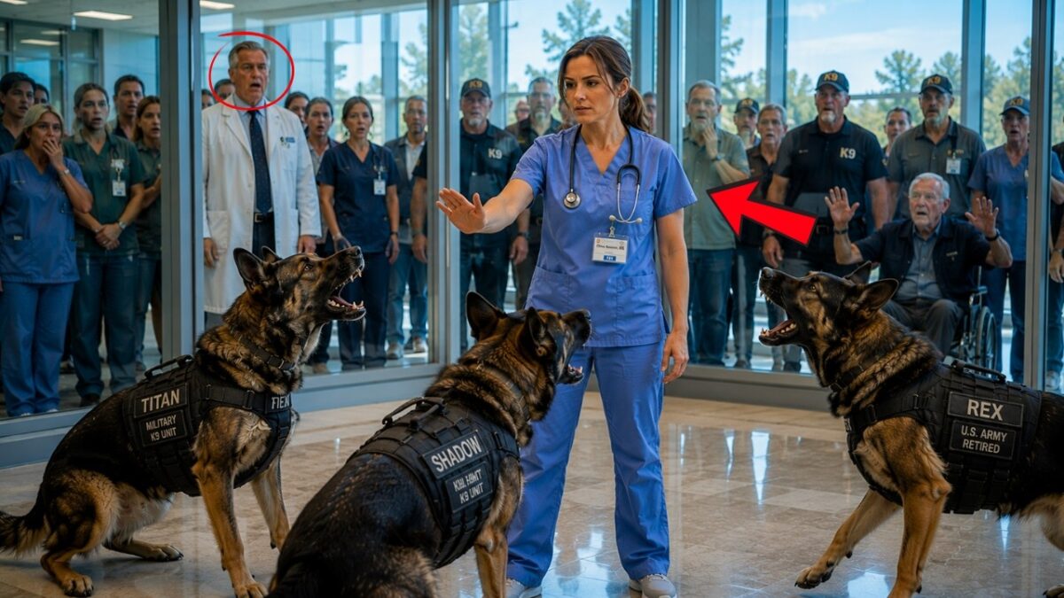 They Left the Nurse Alone With 3 Military K9s For A Lesson—Until All 3 Dogs Taught Everyone a Lesson 