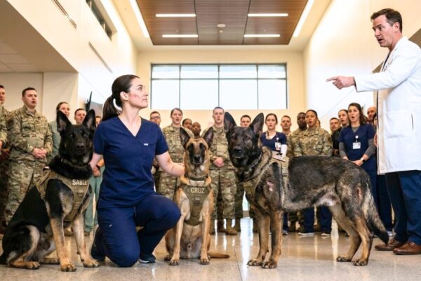 A Nurse Saved 3 Military Dogs When Experts Failed… Then They Discovered Her Hidden Past