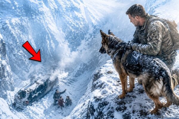 This Dog Led a Navy SEAL into a Deadly Ice Storm to Rescue a Family — But The Real Miracle Came A…
